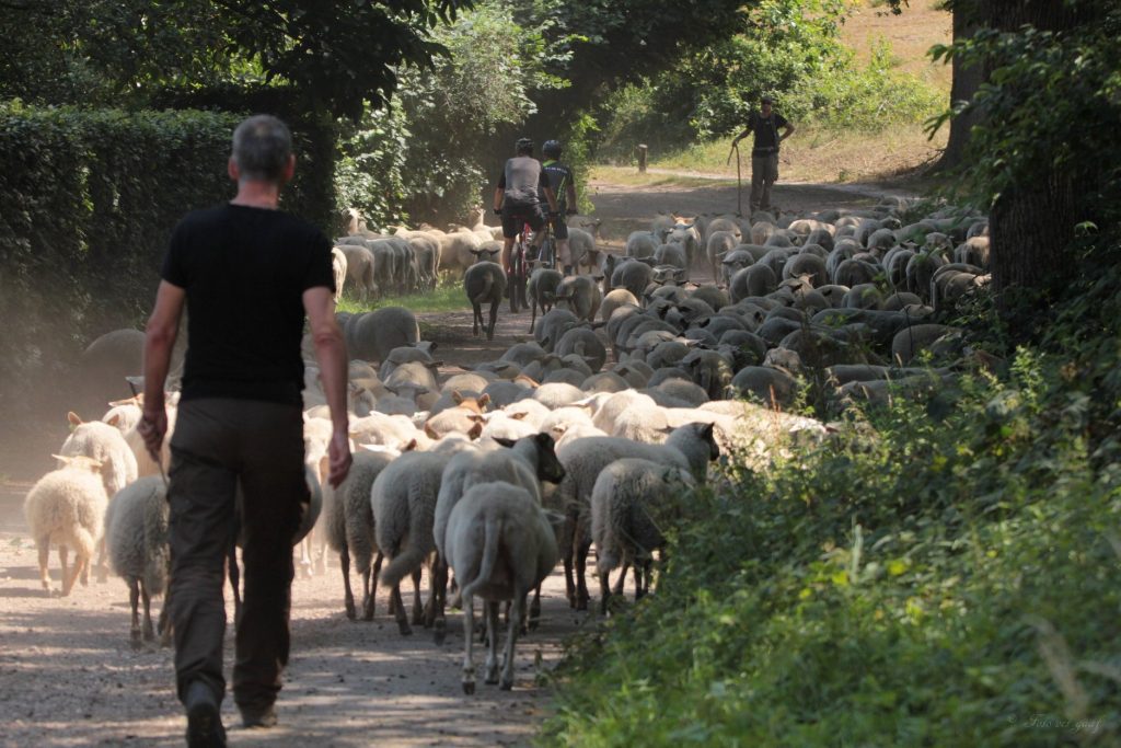 Schaapsherder in Alverna - fotograaf Jolanda van de Logt - Wijchen=