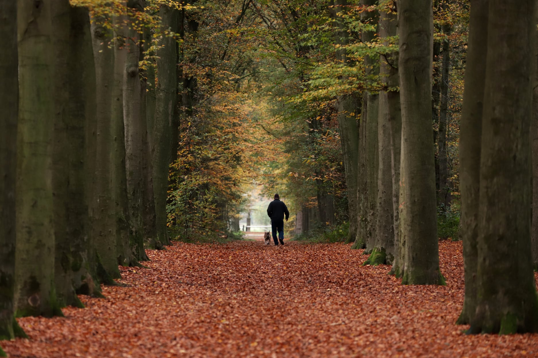 Herfst in het Leurse Bos - fotograaf Jolanda van de Logt - Wijchen=