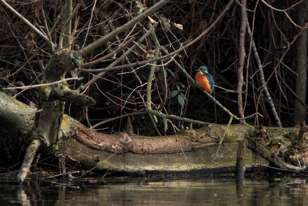 Ijsvogel bij het Wijchens Meer - Fotograaf Jolanda van de Logt - Wijchen=