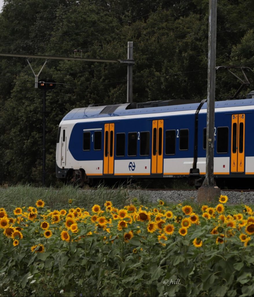 Trein bij Niftrik tussen de zonnebloemen - fotograaf Jolanda van de Logt - Wijchen=