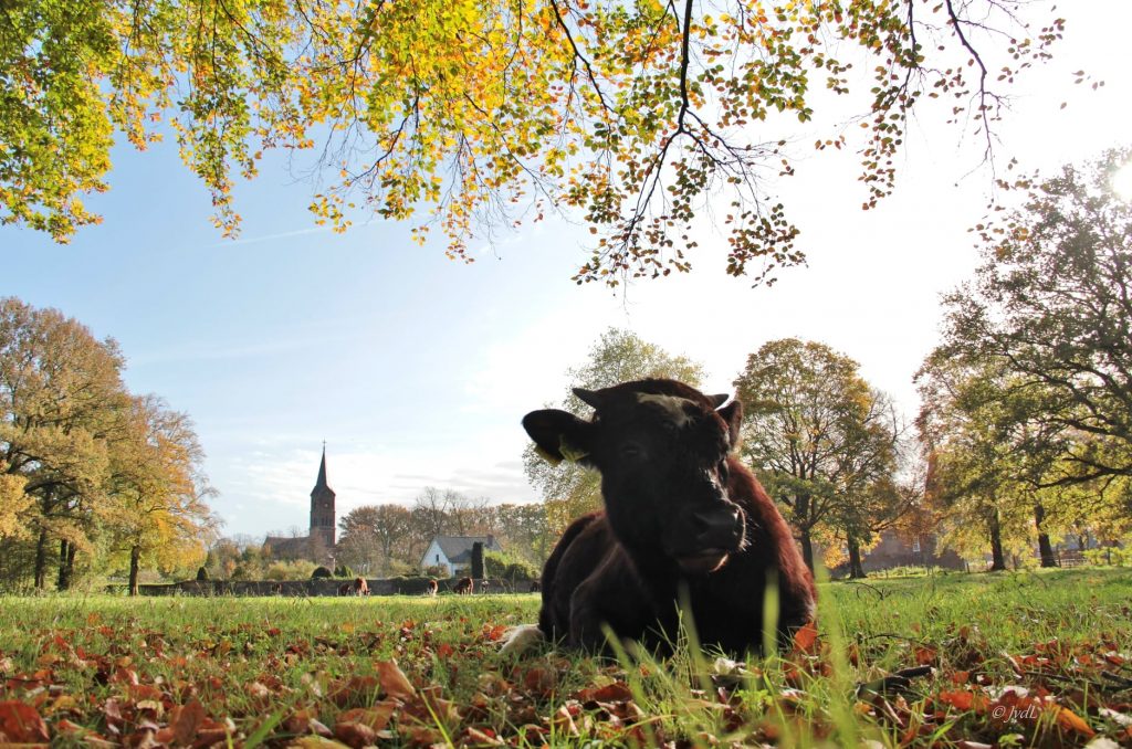 Koe met op de achtergrond kerk in Hernen - fotograaf Jolanda van de Logt - Wijchen=