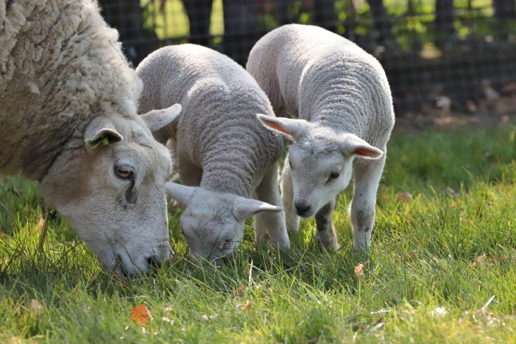 Lammetjes - fotograaf Jolanda van de Logt - Wijchen=