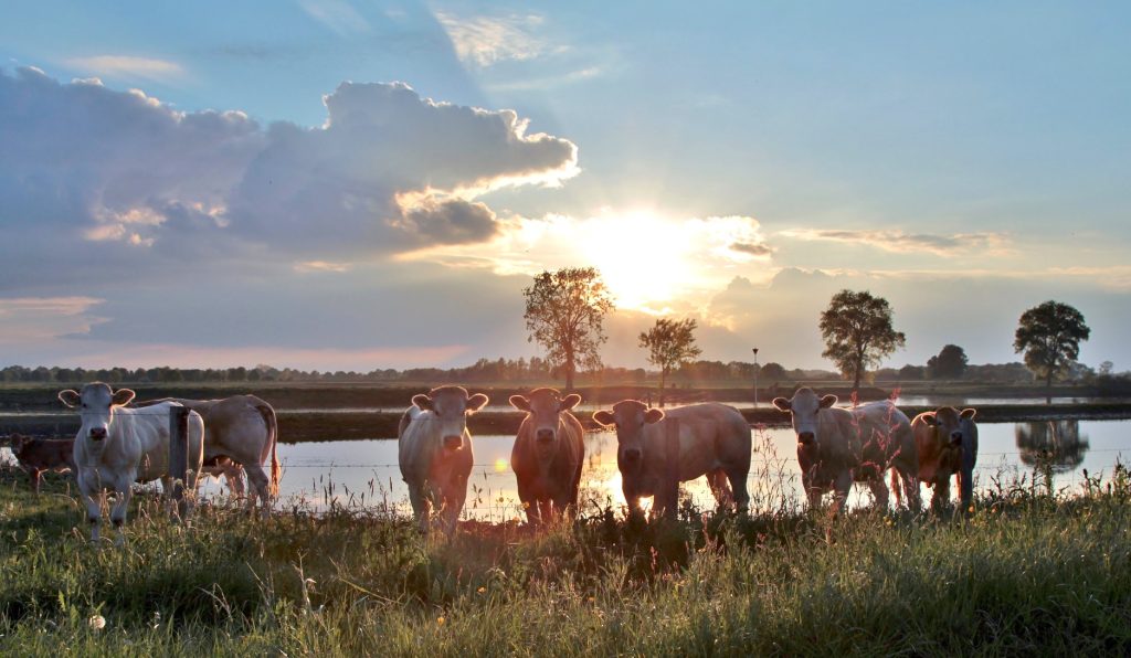 Koeien bij zonsondergang in Balgoij - Fotograaf Jolanda van de Logt - Wijchen=