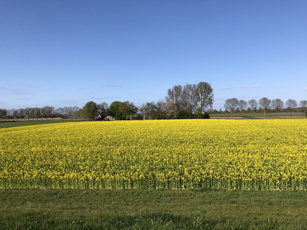 Dijk bij Niftrik - Wijchen=