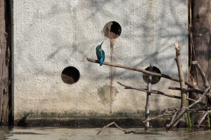 Ijsvogel spotten Wijchens Meer - Fotograaf Jolanda van de Logt - Wijchen=
