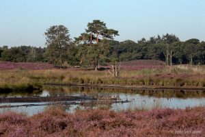 Overasseltse-en-Hatertse-Vennen-2-fotograaf-Jolanda-van-de-Logt-Wijchen