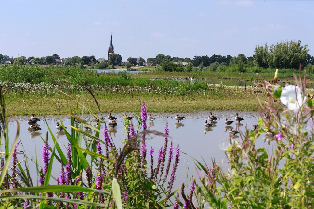 Zicht op Batenburg vanuit Uiterwaarden - Wijchen=