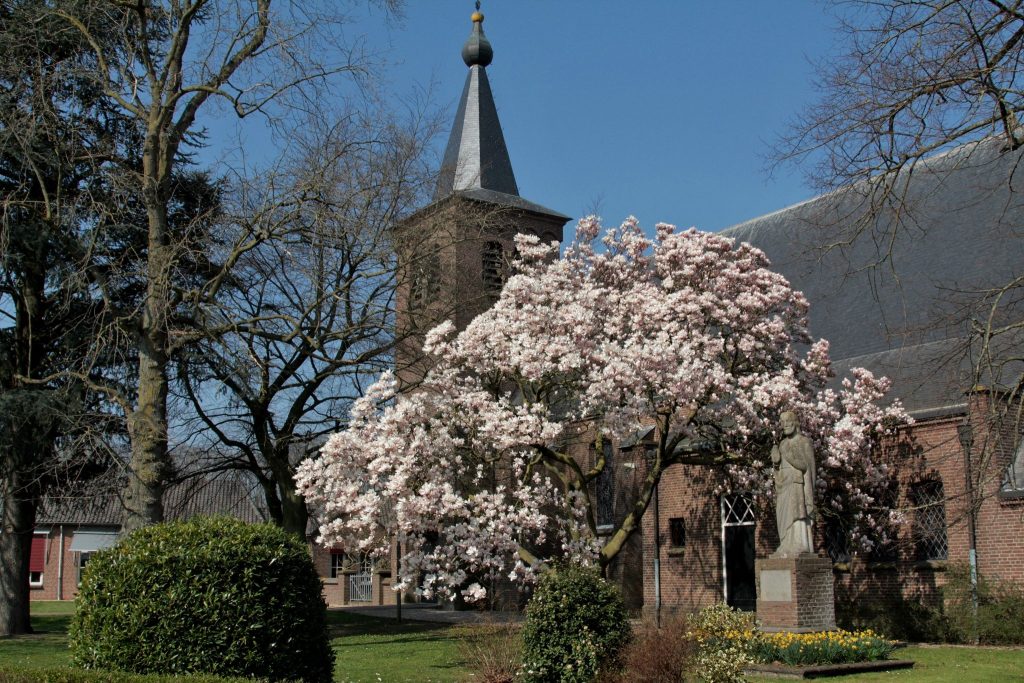 Magnolia Boom bij de kerk in Niftrik - fotograaf Jolanda van de Logt - Wijchen=