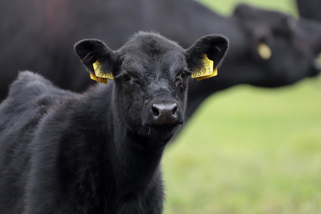 Angus koe Leur - fotograaf Jolanda van de Logt - Wijchen=