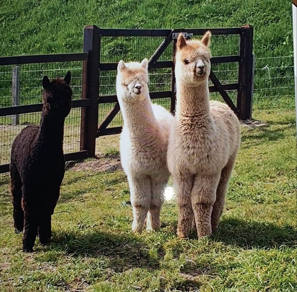 alpaca-wijchenis