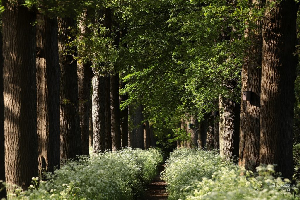 Leur - fotograaf Jolanda van de logt - Wijchen=