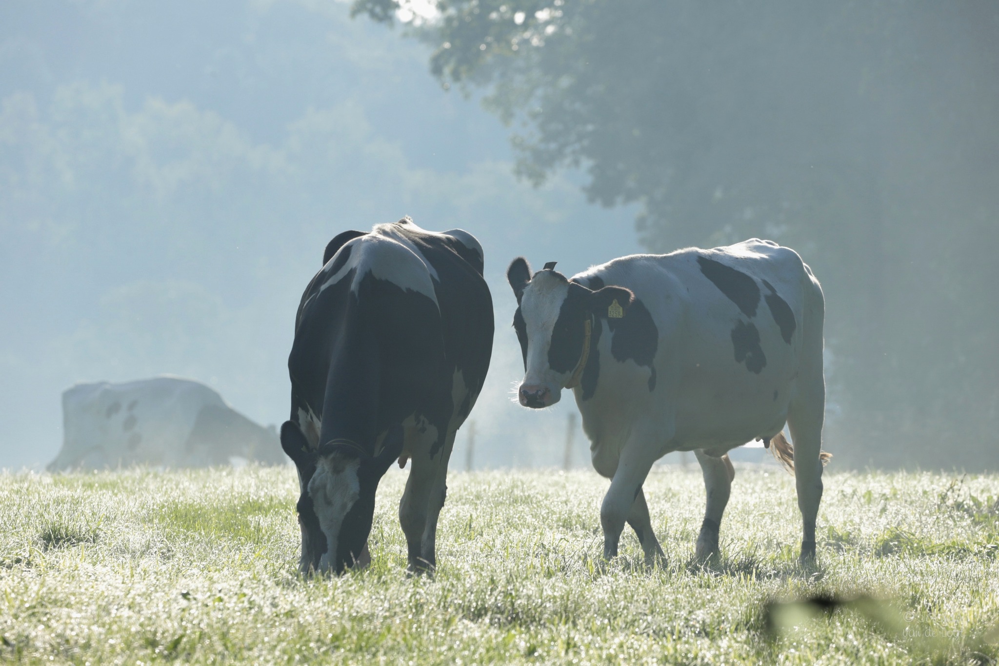 Zomerse streekmarkt - Boerderij de Eikenhorst - Wijchen=