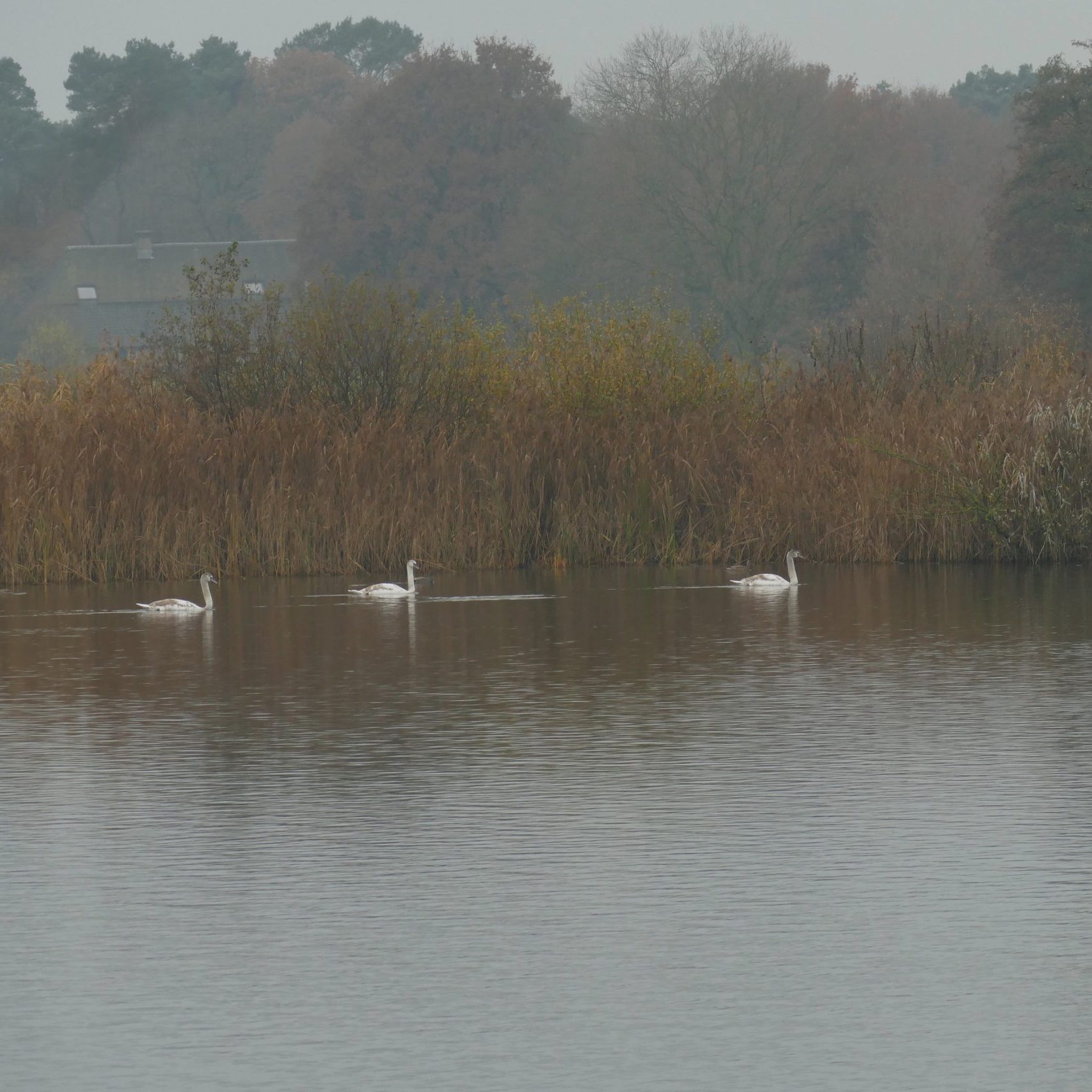Wandeling Wijchens ven - Natuur Wijchen - Wijchen=
